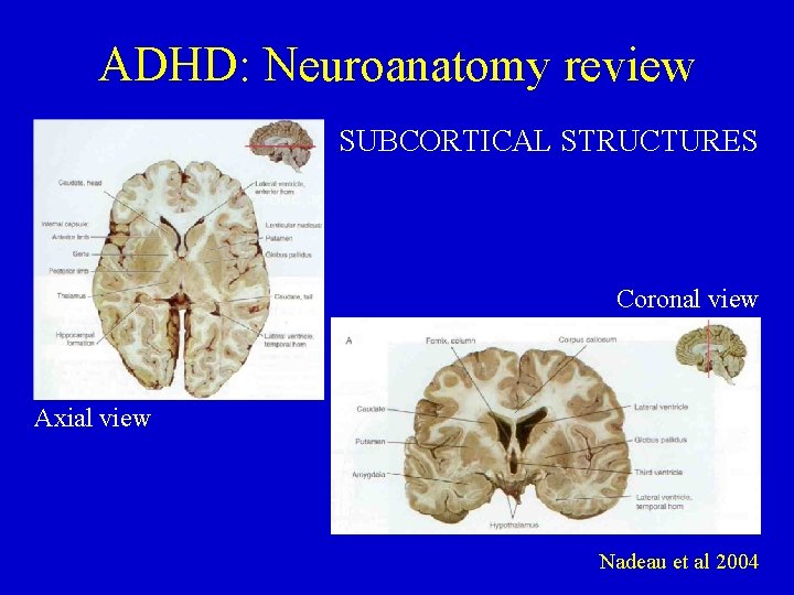 ADHD: Neuroanatomy review SUBCORTICAL STRUCTURES Coronal view Axial view Nadeau et al 2004 