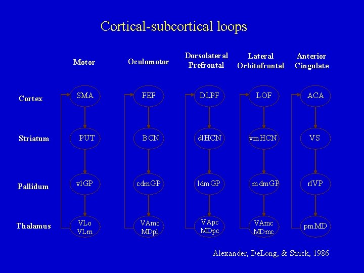 Cortical-subcortical loops Dorsolateral Prefrontal Lateral Orbitofrontal Anterior Cingulate Motor Oculomotor SMA FEF DLPF LOF