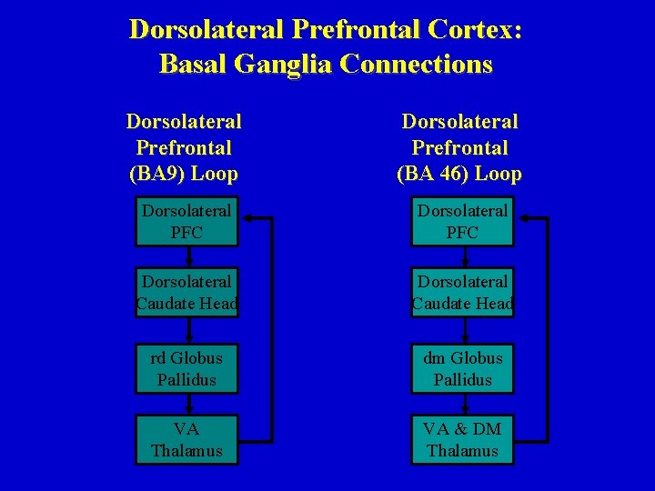 Dorsolateral Prefrontal Cortex: Basal Ganglia Connections Dorsolateral Prefrontal (BA 9) Loop Dorsolateral Prefrontal (BA