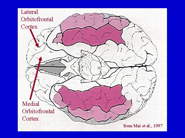 Lateral Orbitofrontal Cortex Medial Orbitofrontal Cortex from Mai et al. , 1997 