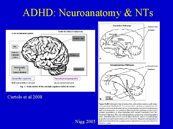 ADHD: Neuroanatomy & NTs Curtolo et al 2008 Nigg 2005 