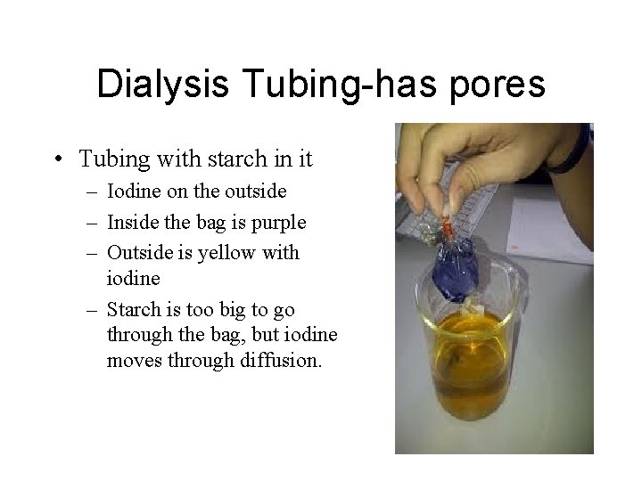 Dialysis Tubing-has pores • Tubing with starch in it – Iodine on the outside