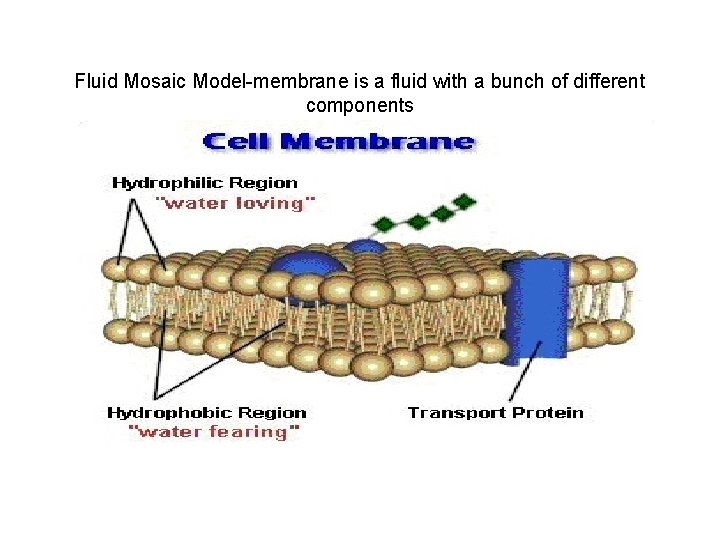 Fluid Mosaic Model-membrane is a fluid with a bunch of different components 