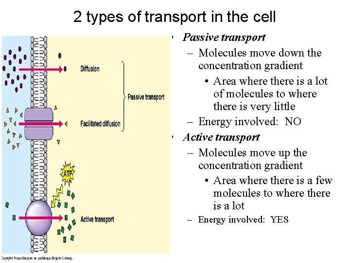 2 types of transport in the cell • Passive transport – Molecules move down