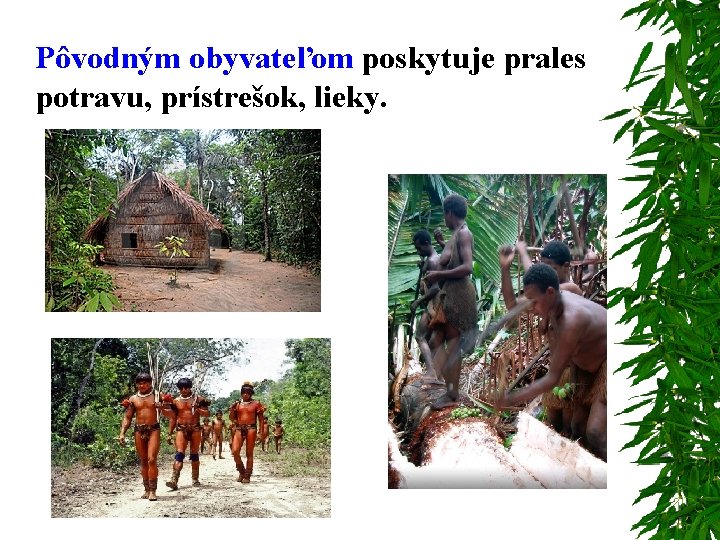 Pôvodným obyvateľom poskytuje prales potravu, prístrešok, lieky. 