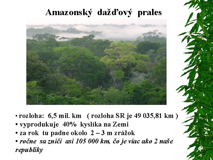 Amazonský dažďový prales • rozloha: 6, 5 mil. km ( rozloha SR je 49