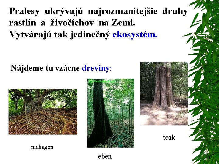 Pralesy ukrývajú najrozmanitejšie druhy rastlín a živočíchov na Zemi. Vytvárajú tak jedinečný ekosystém. Nájdeme