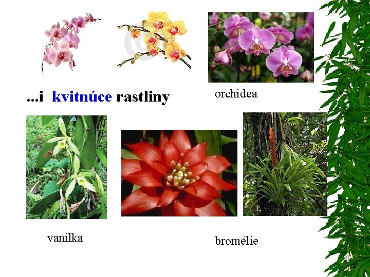 . . . i kvitnúce rastliny vanilka orchidea bromélie 