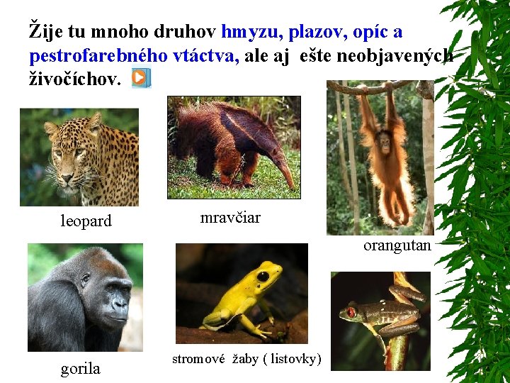 Žije tu mnoho druhov hmyzu, plazov, opíc a pestrofarebného vtáctva, ale aj ešte neobjavených