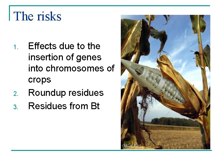 The risks 1. 2. 3. Effects due to the insertion of genes into chromosomes