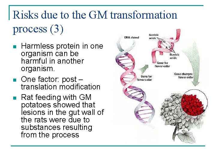 Risks due to the GM transformation process (3) n n n Harmless protein in
