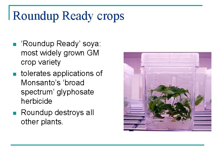 Roundup Ready crops n n n ‘Roundup Ready’ soya: most widely grown GM crop