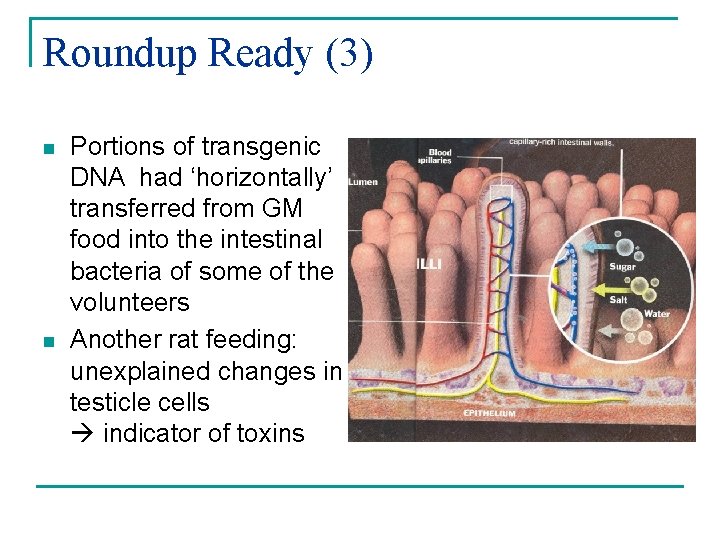 Roundup Ready (3) n n Portions of transgenic DNA had ‘horizontally’ transferred from GM