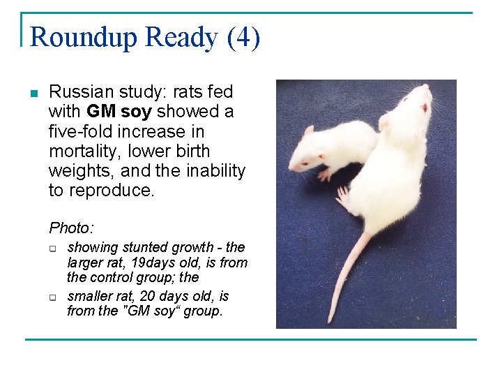 Roundup Ready (4) n Russian study: rats fed with GM soy showed a five-fold