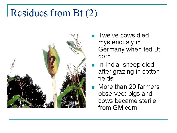 Residues from Bt (2) n n n Twelve cows died mysteriously in Germany when