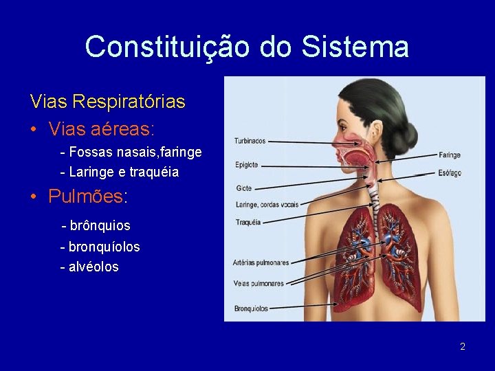 Constituição do Sistema Vias Respiratórias • Vias aéreas: - Fossas nasais, faringe - Laringe