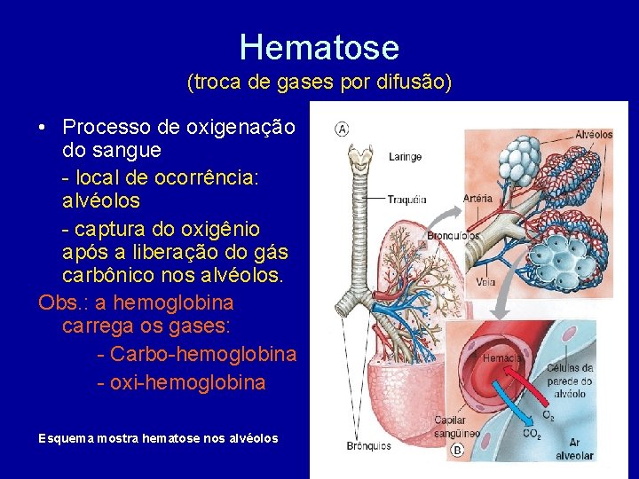 Hematose (troca de gases por difusão) • Processo de oxigenação do sangue - local