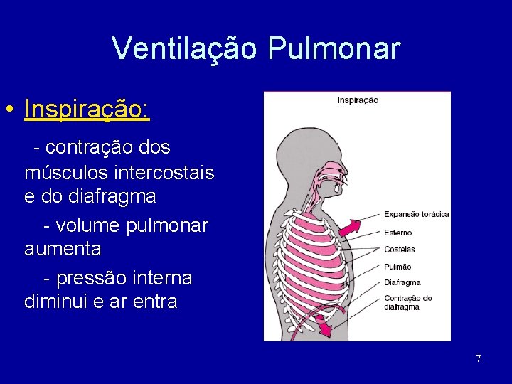 Ventilação Pulmonar • Inspiração: - contração dos músculos intercostais e do diafragma - volume
