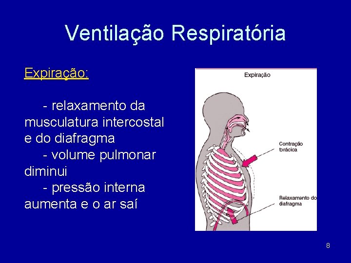 Ventilação Respiratória Expiração: - relaxamento da musculatura intercostal e do diafragma - volume pulmonar