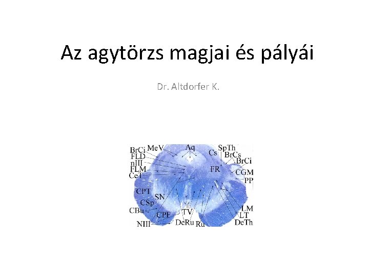 Az agytörzs magjai és pályái Dr. Altdorfer K. 