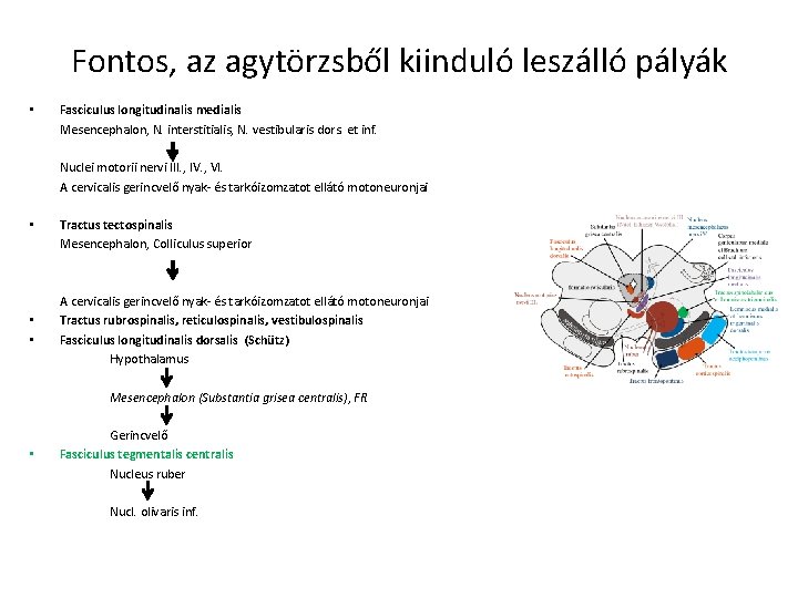 Fontos, az agytörzsből kiinduló leszálló pályák • Fasciculus longitudinalis medialis Mesencephalon, N. interstitialis, N.