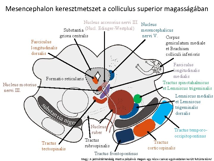 Mesencephalon keresztmetszet a colliculus superior magasságában Nucleus accesorius nervi III. Nucleus Substantia (Nucl. Edinger-Westphal)