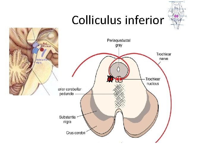 Colliculus inferior 