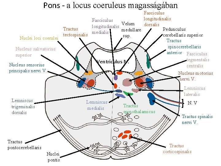 Pons - a locus coeruleus magasságában Fasciculus longitudinalis Fasciculus Velum dorsalis longitudinalis Tractus Pedunculus