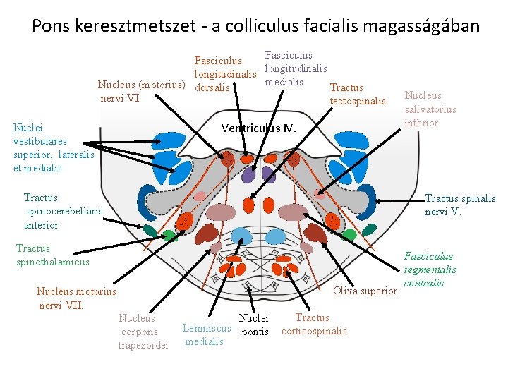 Pons keresztmetszet - a colliculus facialis magasságában Fasciculus longitudinalis medialis Nucleus (motorius) dorsalis Tractus