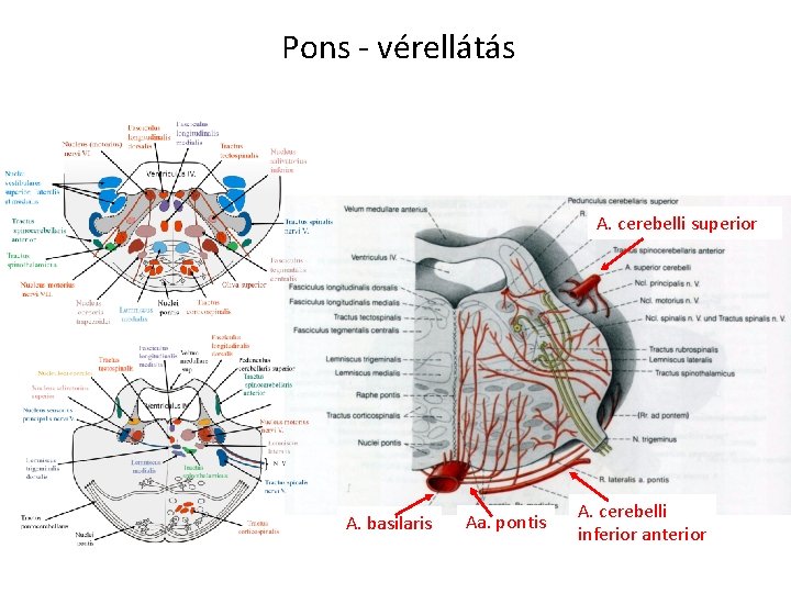 Pons - vérellátás A. cerebelli superior A. basilaris Aa. pontis A. cerebelli inferior anterior