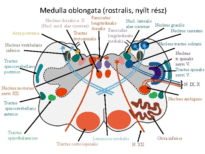 Medulla oblongata (rostralis, nyílt rész) Fasciculus Nucleus dorsalis n. X Nucl. lateralis longitudinalis Nucleus