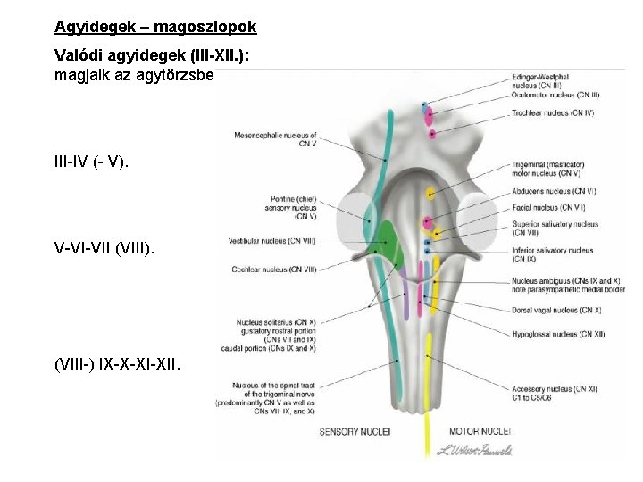 Agyidegek – magoszlopok Valódi agyidegek (III-XII. ): magjaik az agytörzsben! III-IV (- V). V-VI-VII