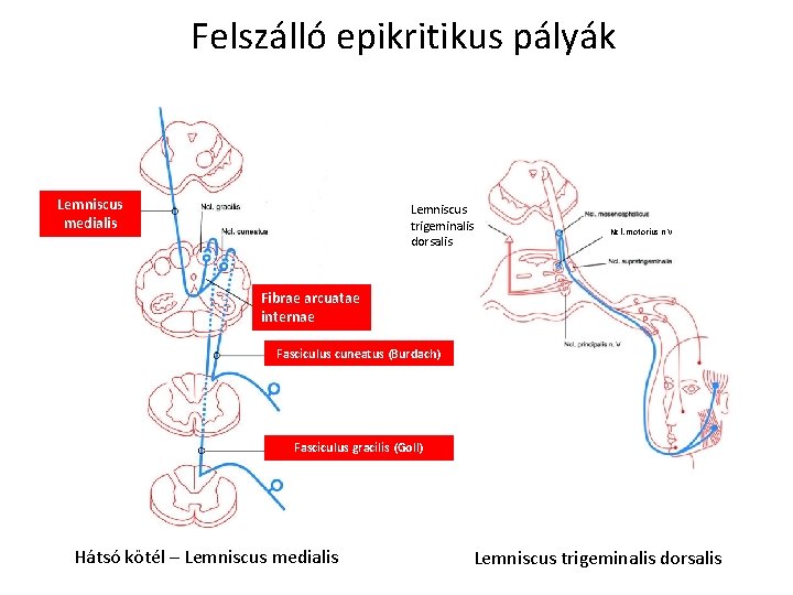 Felszálló epikritikus pályák Lemniscus medialis Lemniscus trigeminalis dorsalis Ncl. motorius n V Fibrae arcuatae