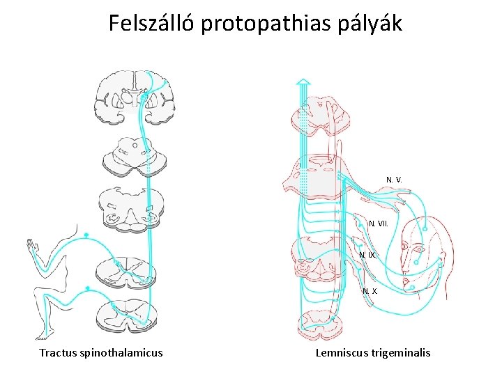 Felszálló protopathias pályák N. VII. N. IX. N. X. Tractus spinothalamicus Lemniscus trigeminalis 