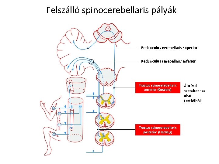 Felszálló spinocerebellaris pályák Pedunculus cerebellaris superior Pedunculus cerebellaris inferior Tractus spinocerebellaris anterior (Gowers) Tractus