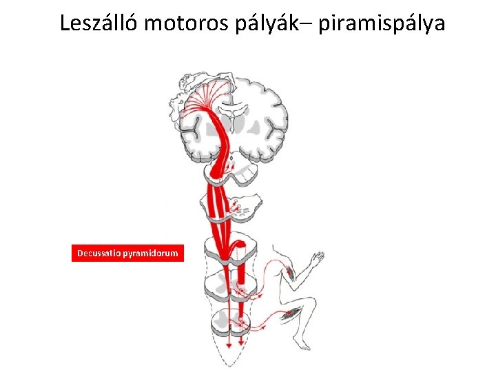 Leszálló motoros pályák– piramispálya Decussatio pyramidorum 