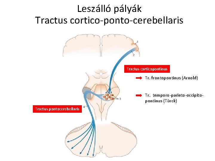 Leszálló pályák Tractus cortico-ponto-cerebellaris Tractus corticopontinus Tr. frontopontinus (Arnold) Tr. temporo-parieto-occipitopontinus (Türck) Tractus pontocerebellaris