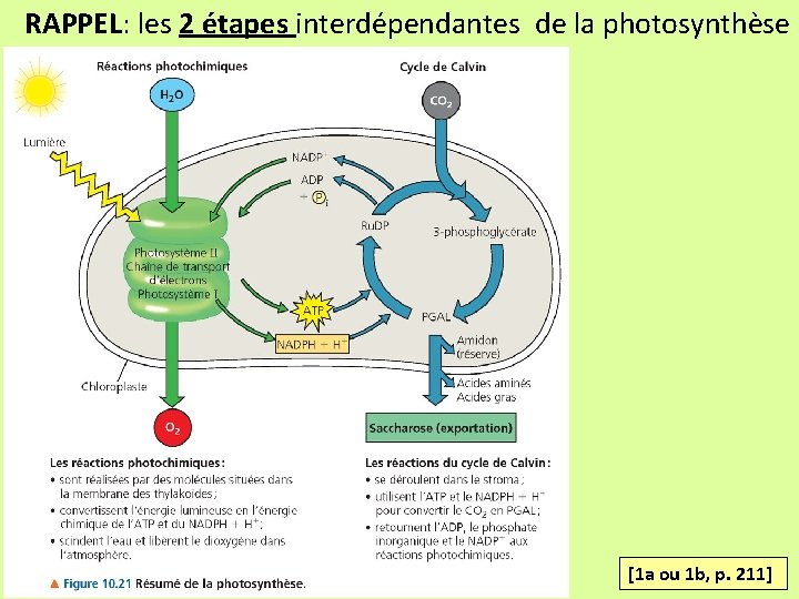 RAPPEL: les 2 étapes interdépendantes de la photosynthèse [1 a ou 1 b, p.