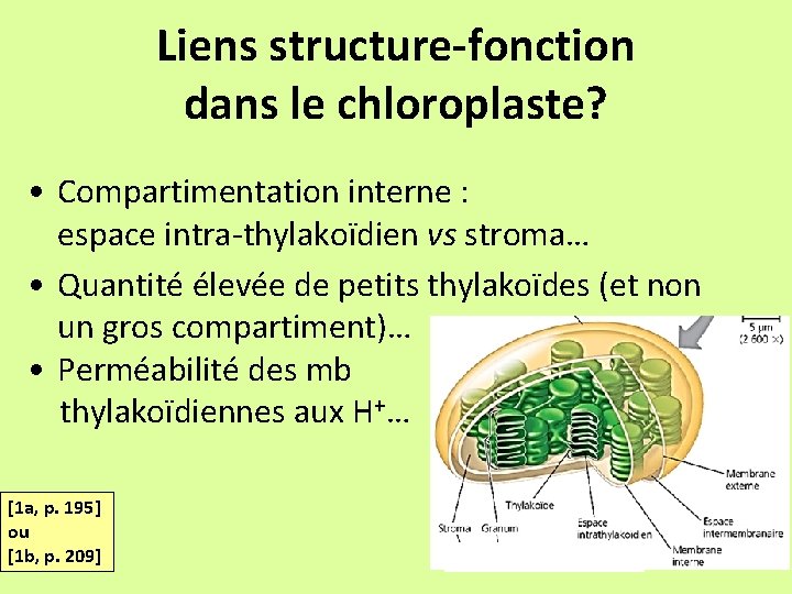 Liens structure-fonction dans le chloroplaste? • Compartimentation interne : espace intra-thylakoïdien vs stroma… •