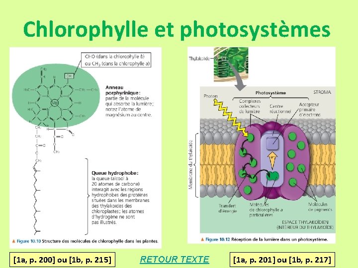 Chlorophylle et photosystèmes [1 a, p. 200] ou [1 b, p. 215] RETOUR TEXTE