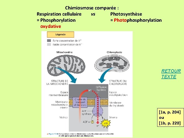 Chimiosmose comparée : Respiration cellulaire vs Photosynthèse = Phosphorylation = Photophosphorylation oxydative RETOUR TEXTE