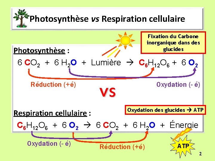 Photosynthèse vs Respiration cellulaire Fixation du Carbone inorganique dans des glucides Photosynthèse : 6