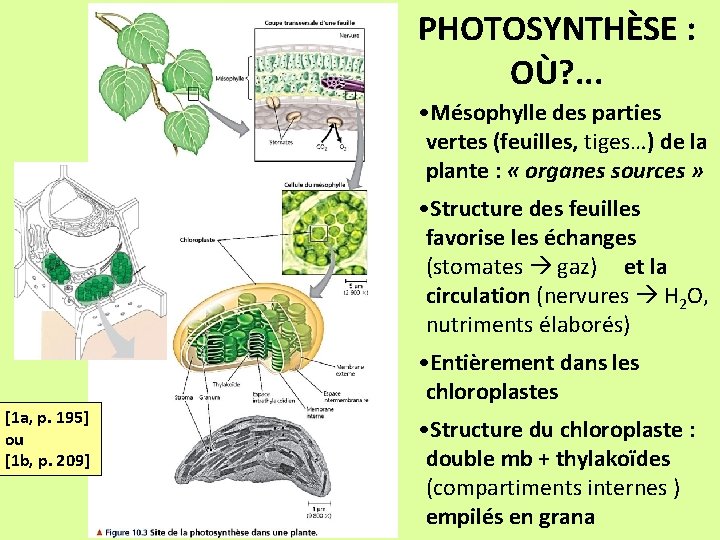 PHOTOSYNTHÈSE : OÙ? . . . • Mésophylle des parties vertes (feuilles, tiges…) de