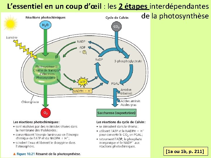 L’essentiel en un coup d’œil : les 2 étapes interdépendantes de la photosynthèse [1