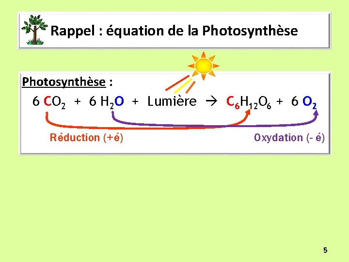 Rappel : équation de la Photosynthèse : 6 CO 2 + 6 H 2