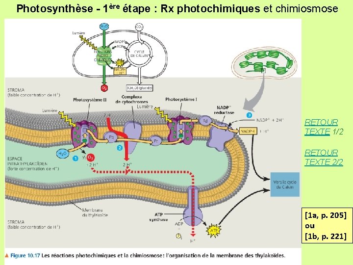 Photosynthèse - 1ère étape : Rx photochimiques et chimiosmose RETOUR TEXTE 1/2 RETOUR TEXTE