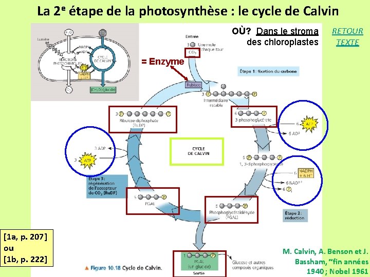 La 2 e étape de la photosynthèse : le cycle de Calvin OÙ? Dans