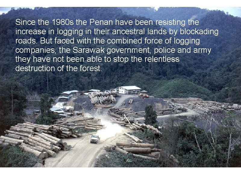 Since the 1980 s the Penan have been resisting the increase in logging in