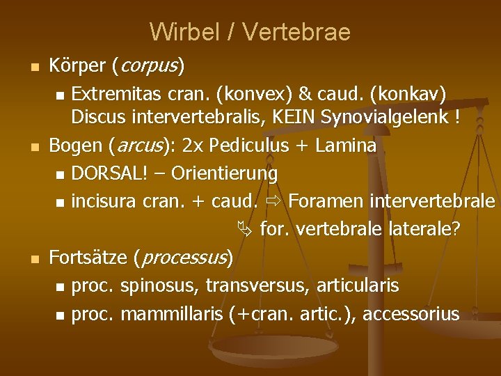 Wirbel / Vertebrae Körper (corpus) Extremitas cran. (konvex) & caud. (konkav) Discus intervertebralis, KEIN