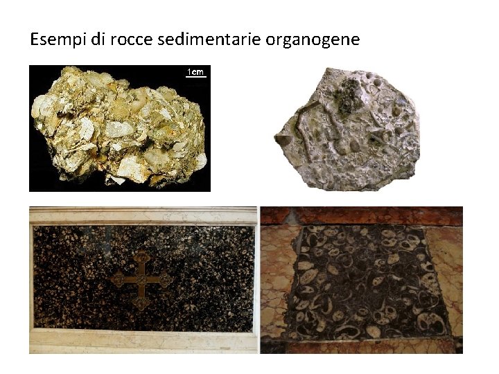 Esempi di rocce sedimentarie organogene 